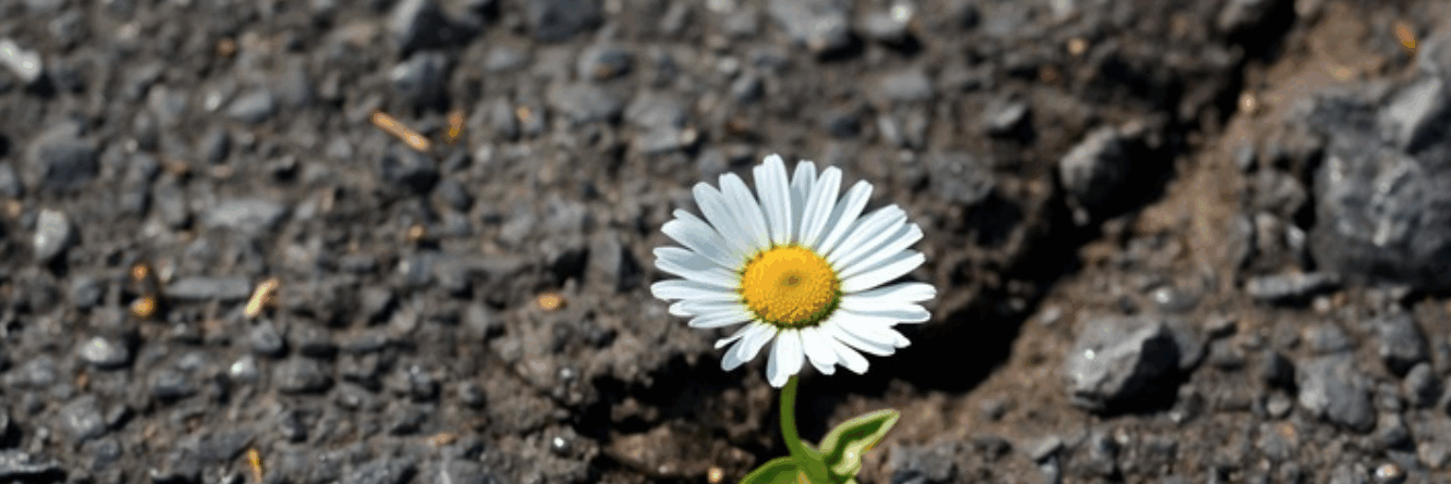 „Von guten Mächten wunderbar geborgen“