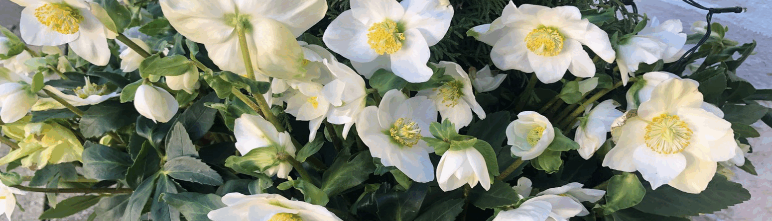 Christrosen für Chalowe