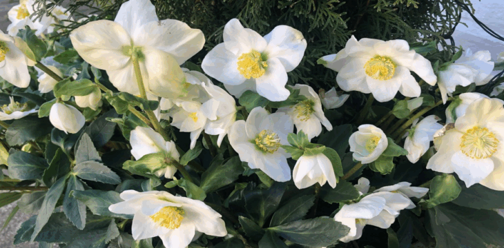 Christrosen für Chalowe